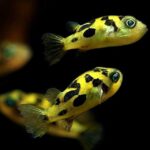 Pea puffers - Image 2