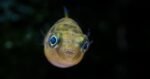 Pea puffers - Image 3