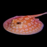 Albino Pearl Stingray - Male