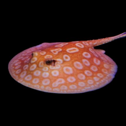 Albino Pearl Stingray - Male