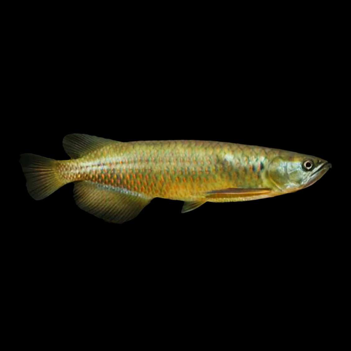 australian-arowana-saratoga-leichardti-861258.jpg Australian Arowana - Saratoga Leichardti - Image 1