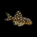 L471 - Dwarf Snowball Pleco