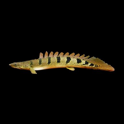 Delhezi Bichir