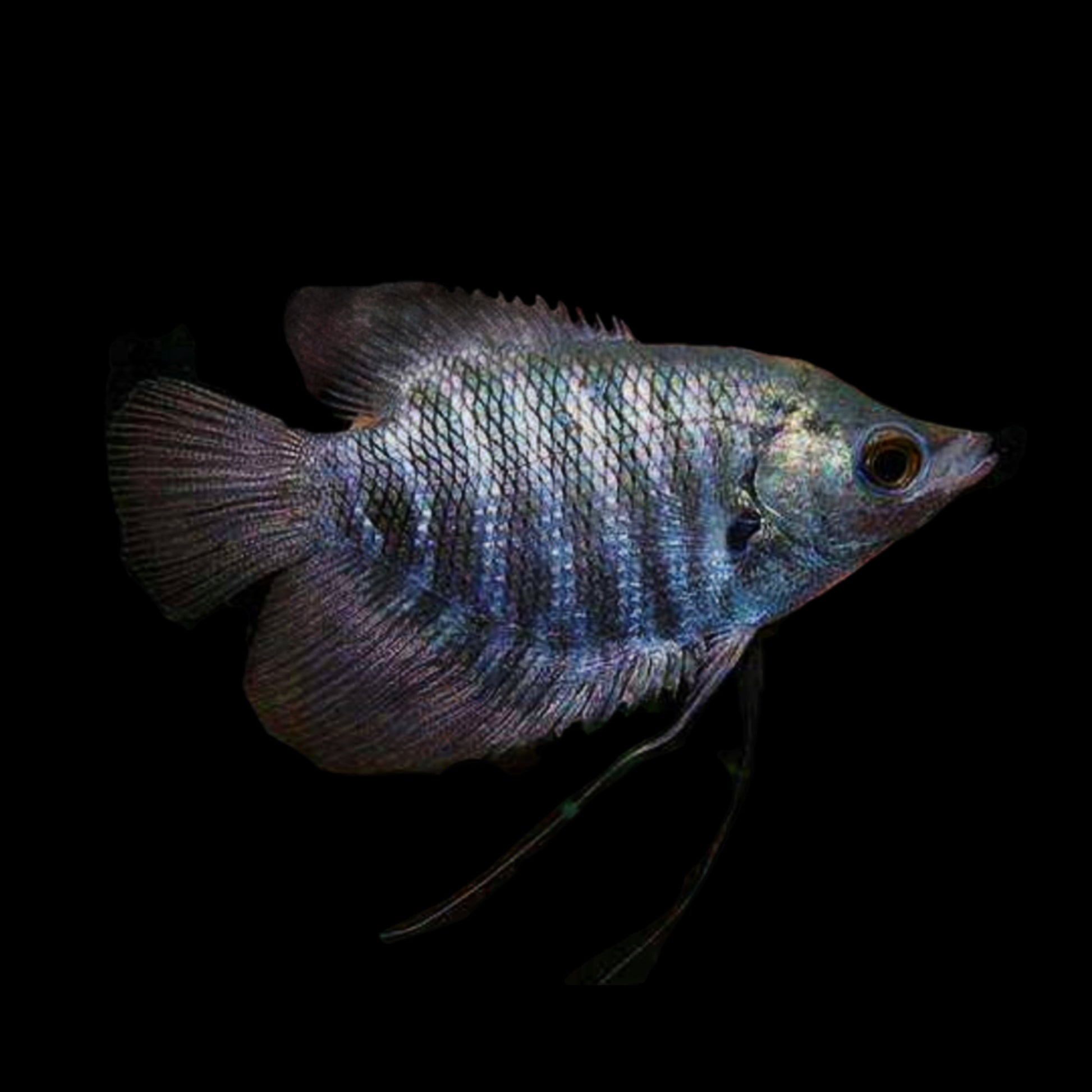 grey-giant-gourami-766650.jpg Grey Giant Gourami - Image 1
