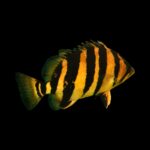 Indonesian Datnoid - Large