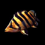 Indonesian Datnoid - Small