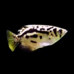 Marble Archerfish