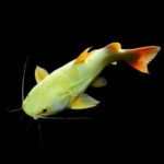 Platinum Red Tail Catfish