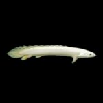 Platinum Senegal Bichir