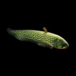 Reticulated Knifefish