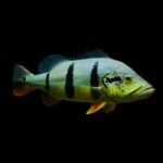 Temensis Peacock Bass