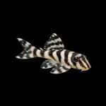 L046 zebra Pleco ( 3cm)