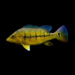 Xingu Peacock Bass
