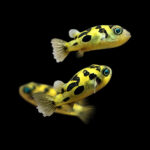 Pea puffers