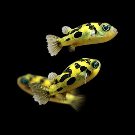 Pea puffers